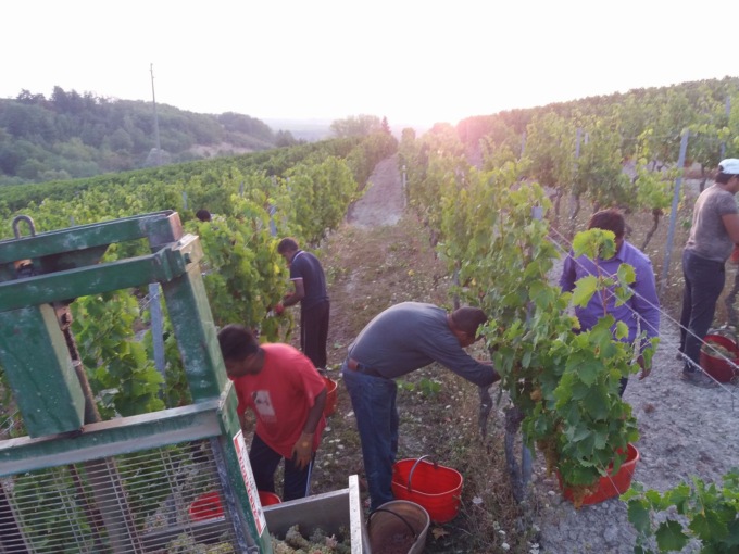 Vendemmia in provincia di Alessandria: il punto sulla raccolta in corso