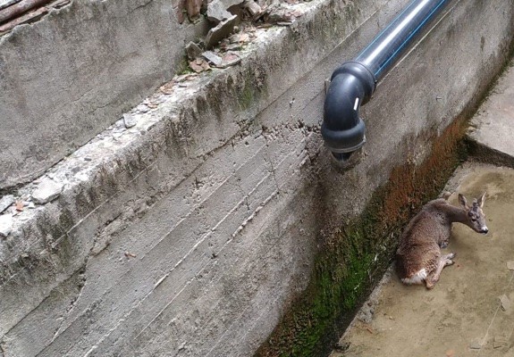Arquata Scrivia: soccorso un capriolo caduto in una vasca di recupero acque