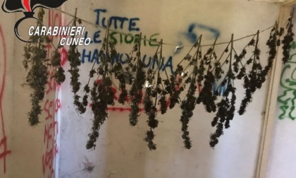 Sequestrata dai Carabinieri marijuana in una casa cantoniera dismessa a Saluzzo