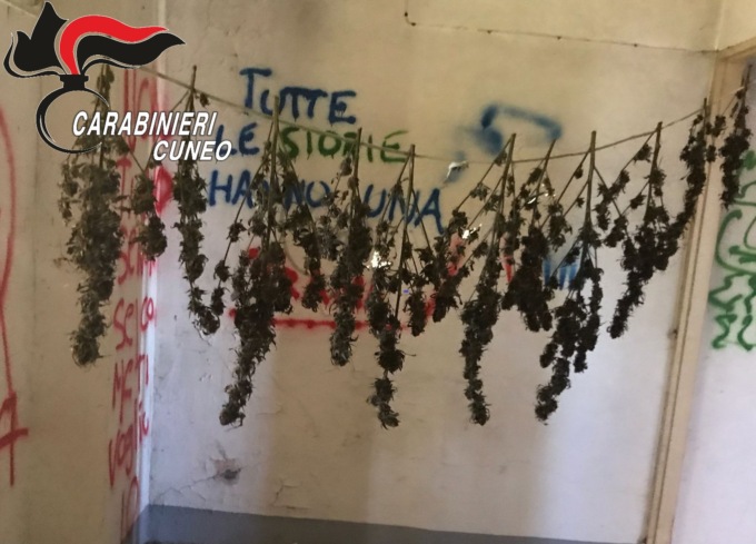 Sequestrata dai Carabinieri marijuana in una casa cantoniera dismessa a Saluzzo