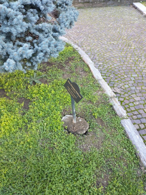 Danneggiate da ignoti le targhe del Giardino dei Giusti a Pontecurone