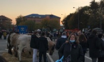 Grande successo per la Fiera di San Martino di Ciriè