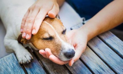 Dà da mangiare alla cagnolina dei vicini che quasi rischia di morire soffocata