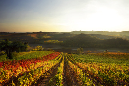Bricco dei Guazzi, l’Alta Petit del Monferrato