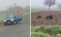 Il video del cacciatore che spara dalla strada ad una famiglia di cinghiali