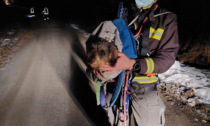 Cagnolino soccorso nella notte dai Vigili del Fuoco