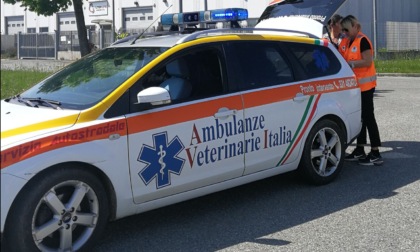 Casale Monferrato: dal 1° gennaio pronto intervento veterinario