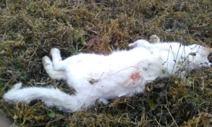 Gatto domestico attaccato e ucciso dai lupi in Valle Grana