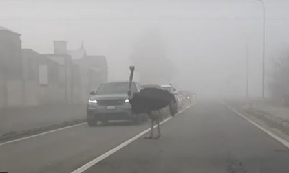 Struzzo a spasso sulla strada provinciale a Casale Popolo