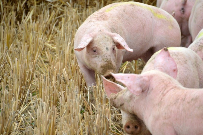 Peste suina africana: quattro nuovi casi in provincia di Alessandria