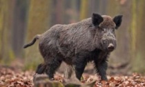 Peste suina africana, a Tortona a spasso una famiglia di cinghiali in cerca di cibo