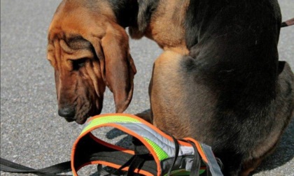 Costigliole d'Asti, all'Aviosuperficie Boglietto arrivano i cani molecolari per workshop