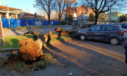 Alessandria: albero cade a pochi centimetri dalle auto parcheggiate in via Pochettini
