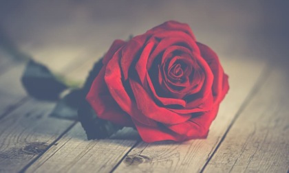 In provincia di Alessandria le rose di AIDO per la Festa della Mamma