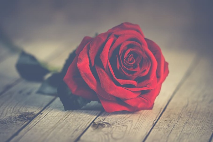 In provincia di Alessandria le rose di AIDO per la Festa della Mamma