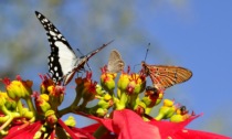 Cercansi volontari per il monitoraggio delle farfalle nel Parco naturale del Po piemontese