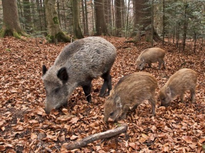7 nuovi casi di psa tra Piemonte e Liguria