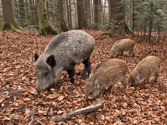 7 nuovi casi di psa tra Piemonte e Liguria