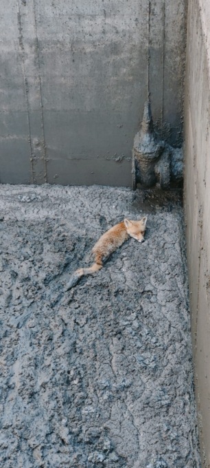 Acqui Terme, il personale di AMAG Reti Idriche trae in salvo volpe caduta in vasca di trattamento fanghi
