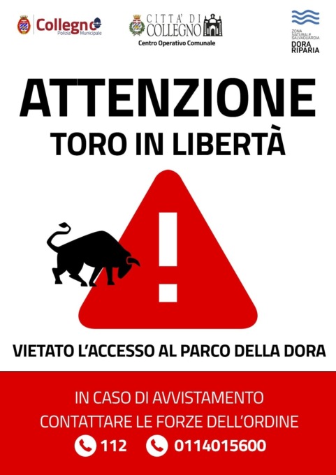 Torino: toro sfugge dal centro veterinario, vietato l’accesso al parco della Dora
