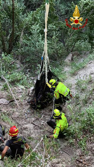 Bovino scivola in un dirupo: Vigili del Fuoco, personale Saf ed elisoccorso lo salvano