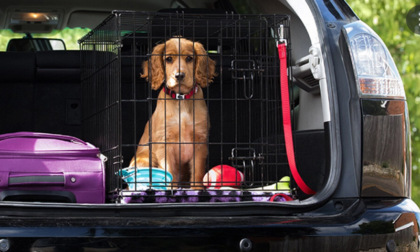 Come intervenire in caso di animali chiusi in auto, un reato penalmente punibile