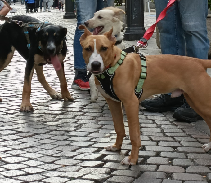Cani avvelenati a Valenza, il sindaco: “Avviata un’indagine interna, ciò che è accaduto è inaccettabile”