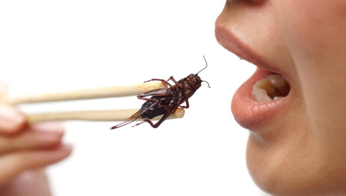 Cavallette, quali sono i passi da compiere per allevarle?