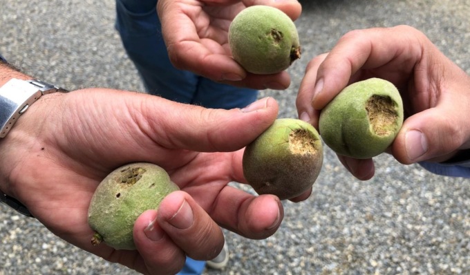 Grandinate nell’Alessandrino: gravi danni ai pescheti, preoccupazioni per l’allegagione dei grappoli di uva