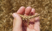 Confagricoltura Alessandria:"Quotazione del grano ancora troppo bassa”