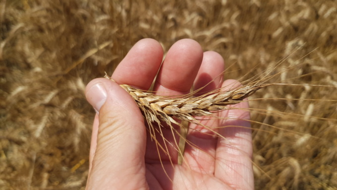 Confagricoltura Alessandria:”Quotazione del grano ancora troppo bassa”