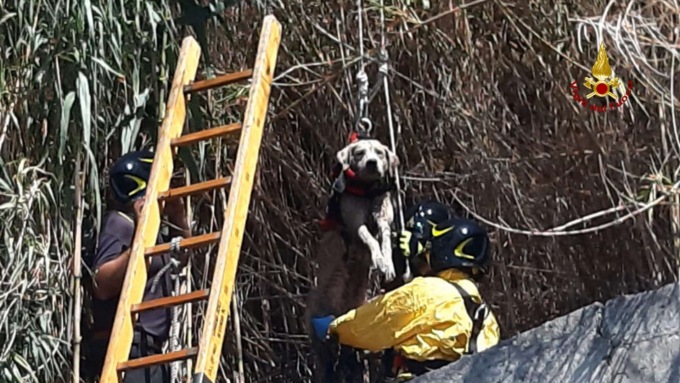 Genova, salvato un cane dai Vigili del Fuoco
