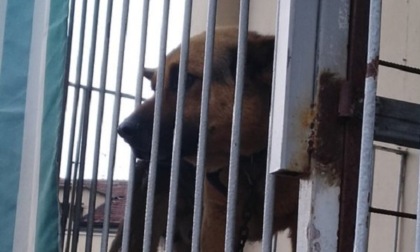 Settimo Torinese, sequestrato cane legato a catena in un balcone