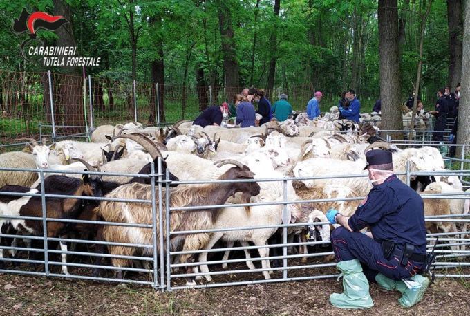 Frode a danno dell’Unione Europea sui pascoli piemontesi e valdostani: 4 denunce