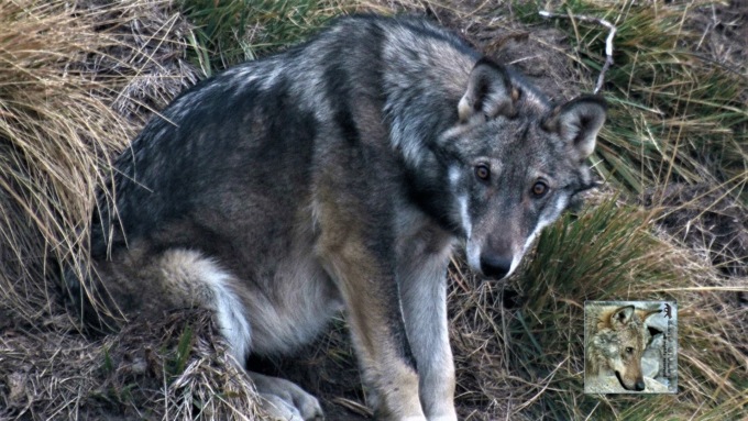 Il Lupo svelato a Sauze d’Oulx dal film-maker Ezio Giuliano