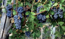 Enosis: "Servono più ricerche sull'impatto dei cambiamenti climatici sui vini"