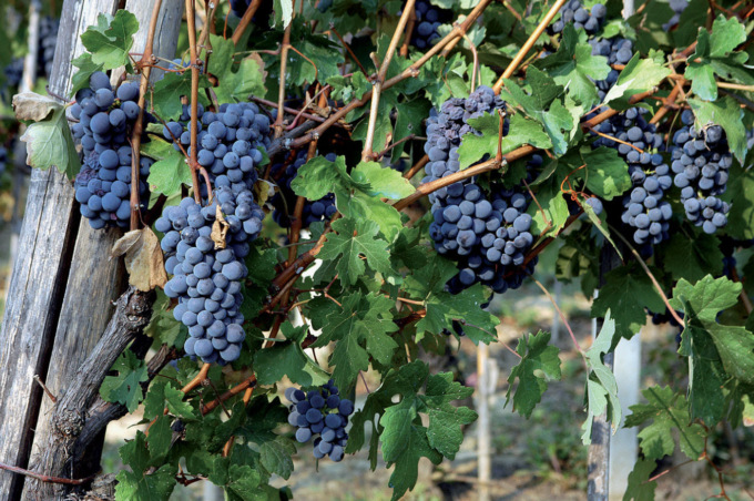 Enosis: “Servono più ricerche sull’impatto dei cambiamenti climatici sui vini”