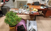 Scoperta coltivazione illecita di 54 piante di cannabis: arrestati due 22enni incensurati