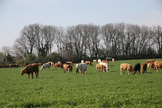Allevamenti razza Piemontese a rischio: “Oggi si lavora in perdita”