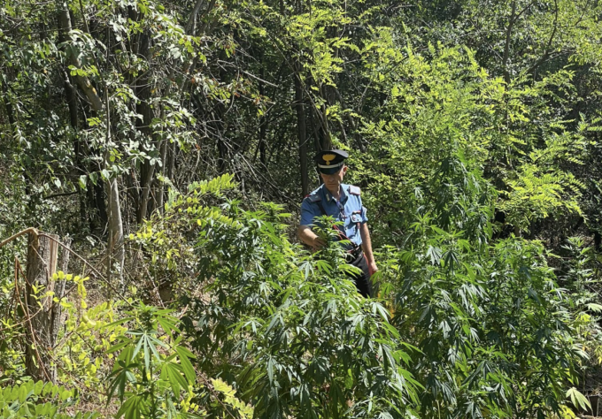 Castellania Coppi: sequestrata vasta piantagione di marijuana, due arresti