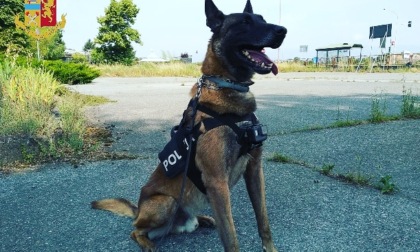 Torino: cane poliziotto trova droga nascosta nel giubbotto, sequestrata hashish