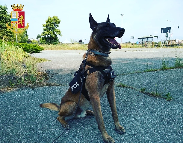 Torino: cane poliziotto trova droga nascosta nel giubbotto, sequestrata hashish