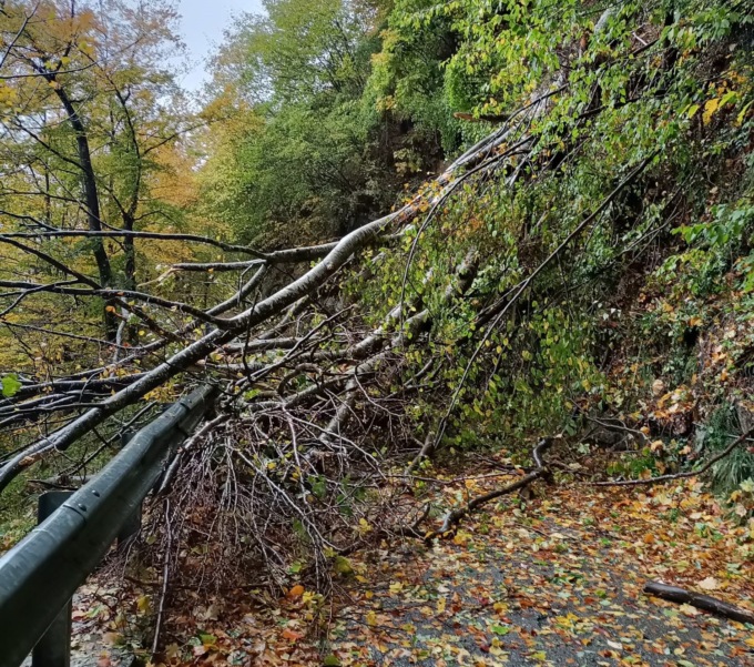 Maltempo in Liguria: albero sradicato dal vento, interrotta strada comunale a Gorreto