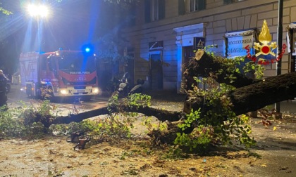 Genova: albero cade su auto in Corso Magenta, nessun ferito