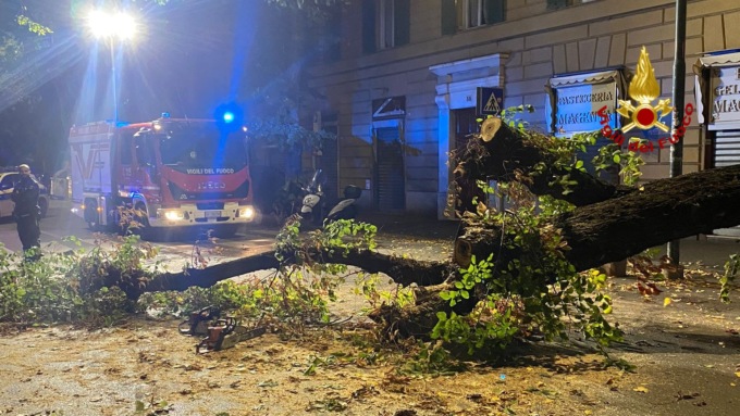 Genova: albero cade su auto in Corso Magenta, nessun ferito