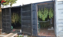 Tra pomodori e alberi da frutto coltiva cannabis: arrestato 67enne alessandrino