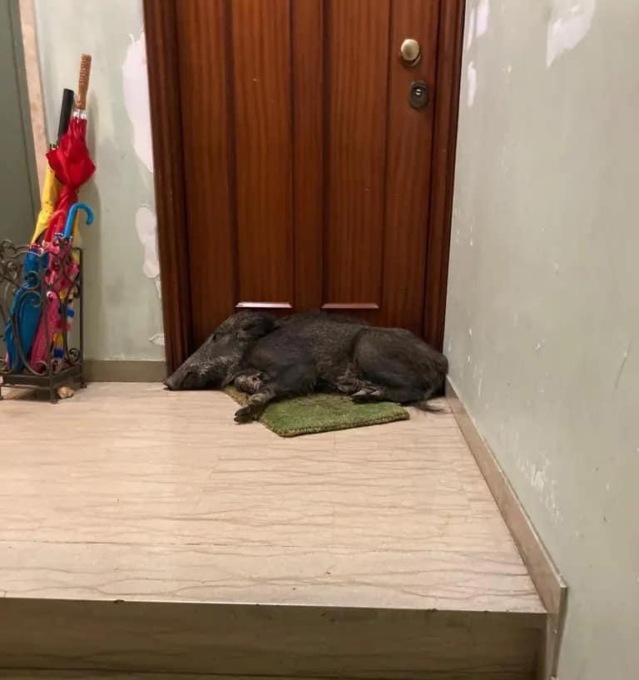Genova, trovato un cinghiale appisolato nel pianerottolo di un condominio
