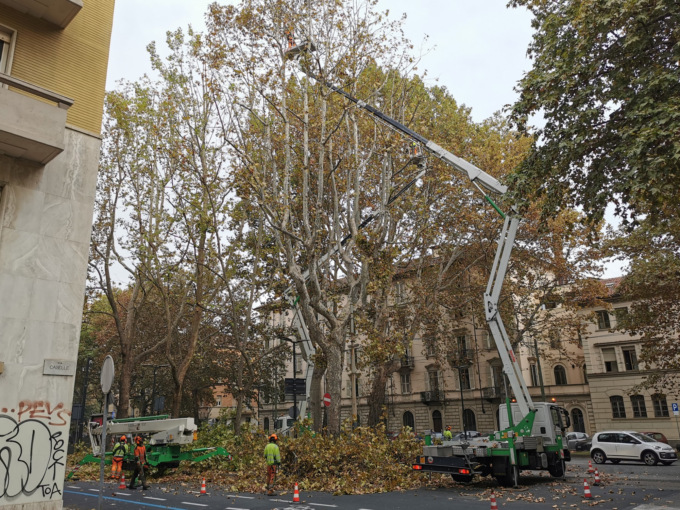 Torino: al via il cantiere di potatura dell’alberata di corso Regina Margherita
