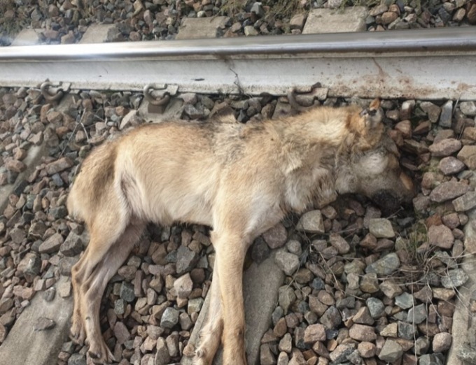 Ovada, trovato un altro lupo morto: è il secondo caso nel giro di pochi giorni