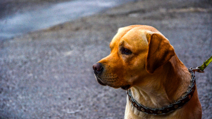 Alessandria: all’ambulatorio veterinario comunale prevenzione filaria e leishmania